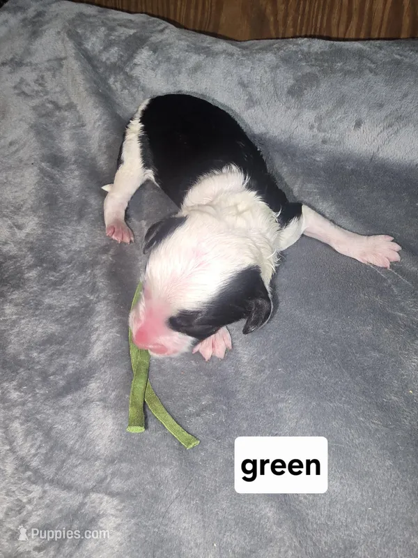 Hibiscus (green collar) – Sheepadoodle puppy for sale in Canton, OH