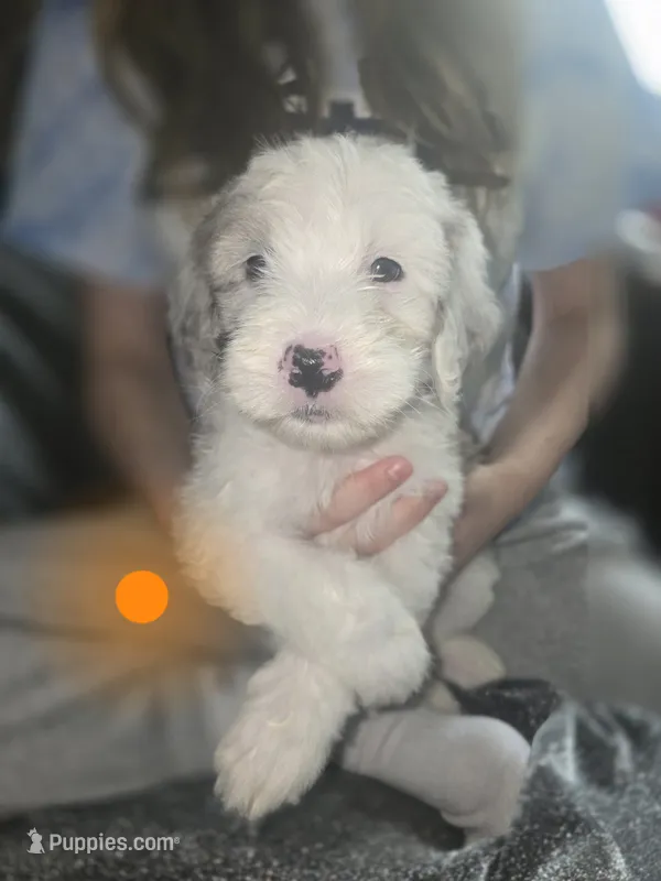 Orchid (orange collar) – Sheepadoodle puppy for sale in Canton, OH