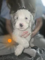 Orchid (orange collar), a male Sheepadoodle for sale in Canton, OH – 1 of 9