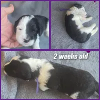 Jasmine ( purple collar), a female Sheepadoodle for sale in Canton, OH – 4 of 7