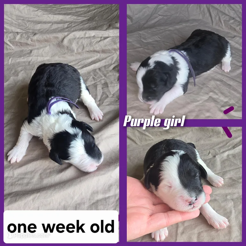 Jasmine ( purple collar) – Sheepadoodle puppy for sale in Canton, OH