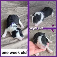 Jasmine ( purple collar), a female Sheepadoodle for sale in Canton, OH – 5 of 7