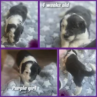Jasmine ( purple collar), a female Sheepadoodle for sale in Canton, OH – 3 of 7