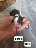 Jasmine ( purple collar), a female Sheepadoodle for sale in Canton, OH – Photo 2 of 5