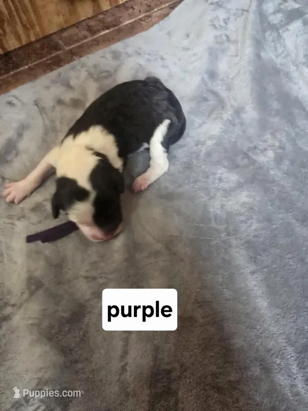 Jasmine ( purple collar) – Sheepadoodle puppy for sale in Canton, OH