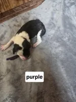 Jasmine ( purple collar), a female Sheepadoodle for sale in Canton, OH – Photo 1 of 5