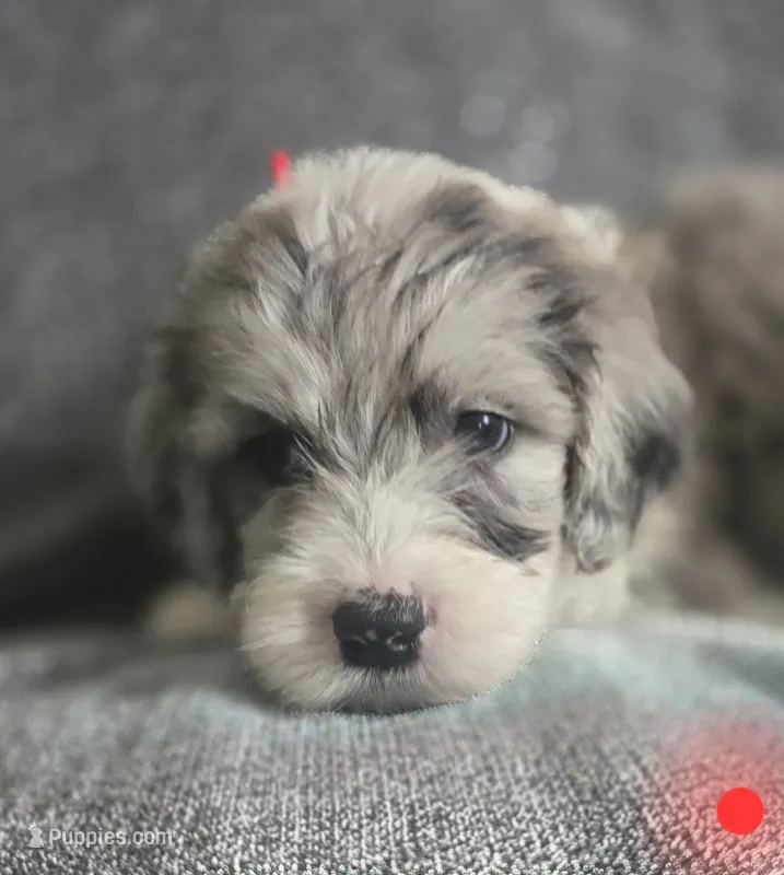 Begonia (red collar) – Sheepadoodle puppy for sale in Canton, OH