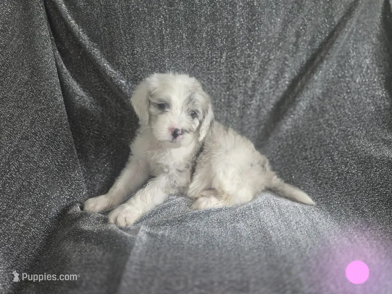 Rose (light pink collar) – Sheepadoodle puppy for sale in Canton, OH