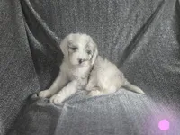 Rose (light pink collar), a female Sheepadoodle for sale in Canton, OH – 1 of 8