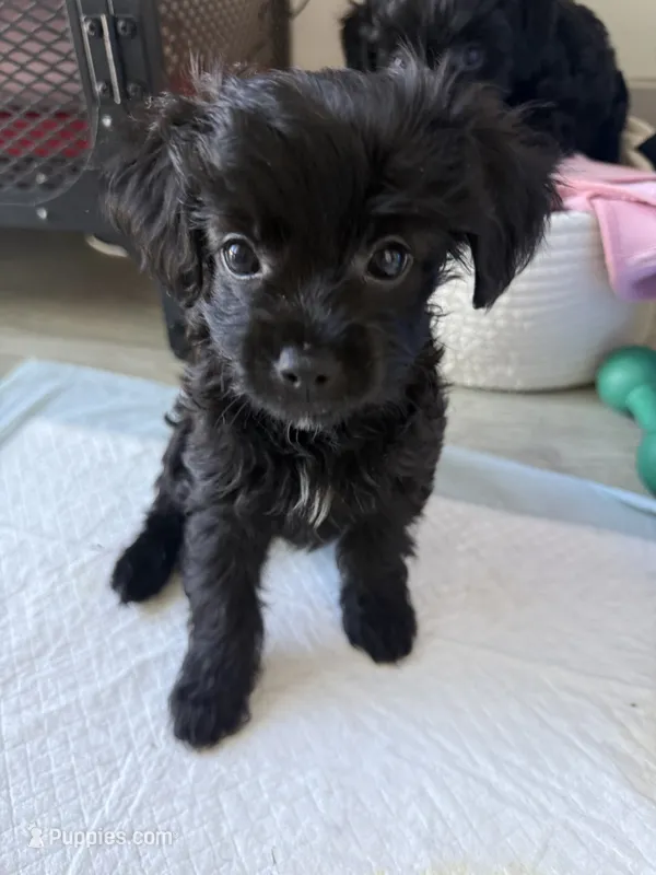Sally – Maltipoo, Yorkshire Terrier puppy for sale in Los Angeles, CA