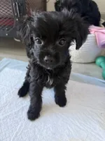 Sally, a female Maltipoo and Yorkshire Terrier for sale in Los Angeles, CA – 1 of 1