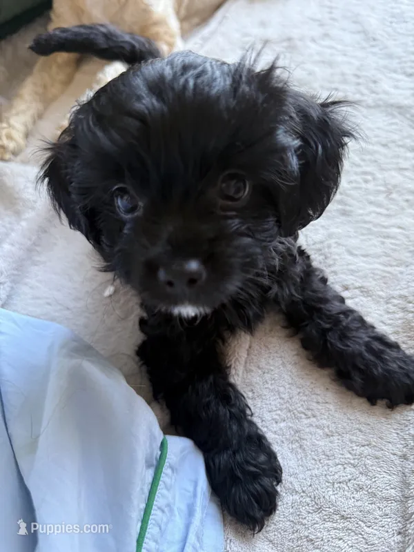 Tom – Morkie puppy for sale in Los Angeles, CA
