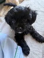 Tom, a male Morkie for sale in Los Angeles, CA – 1 of 1