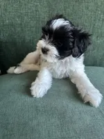 Brodie, a male Morkie for sale in Los Angeles, CA – 3 of 3