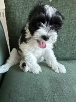 Brodie, a male Morkie for sale in Los Angeles, CA – 2 of 3