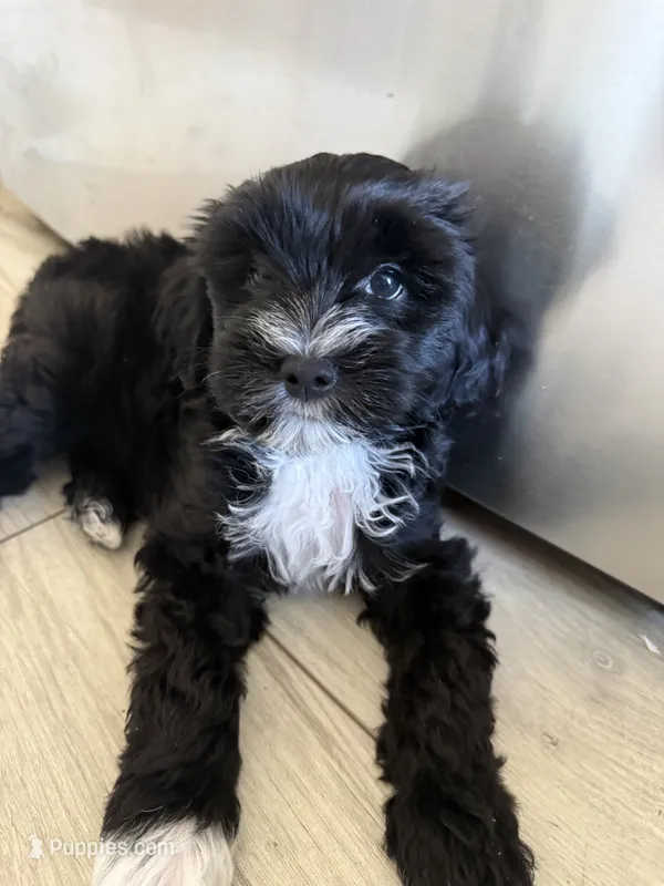 Choco – Maltipoo, Yorkshire Terrier puppy for sale in Los Angeles, CA