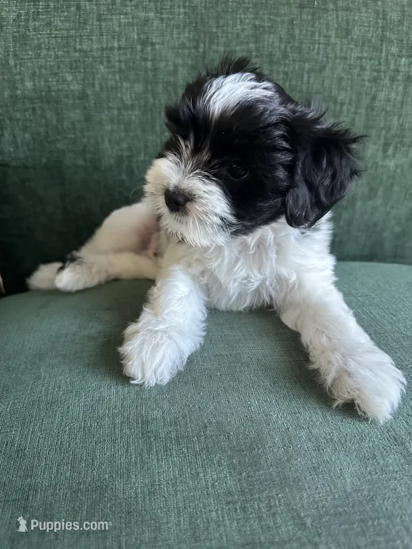 Brodie – Morkie puppy for sale in Los Angeles, CA