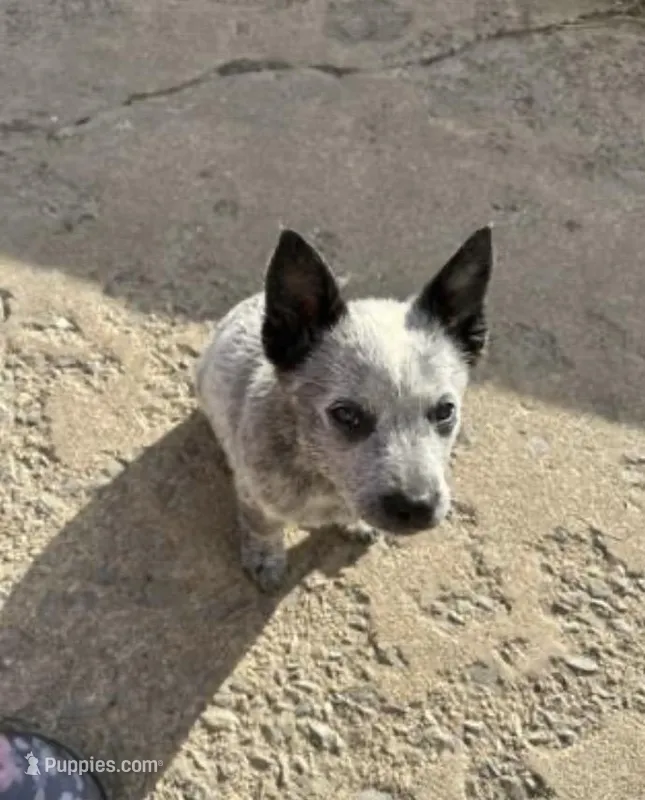 Oreo – Australian Cattle Dog puppy for sale in Parkesburg, PA