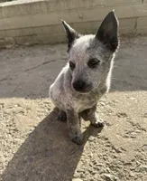 Oreo, a female Australian Cattle Dog for sale in Parkesburg, PA – Photo 2 of 2