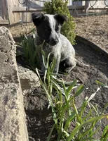 Panda, a female Australian Cattle Dog for sale in Parkesburg, PA – Photo 2 of 3