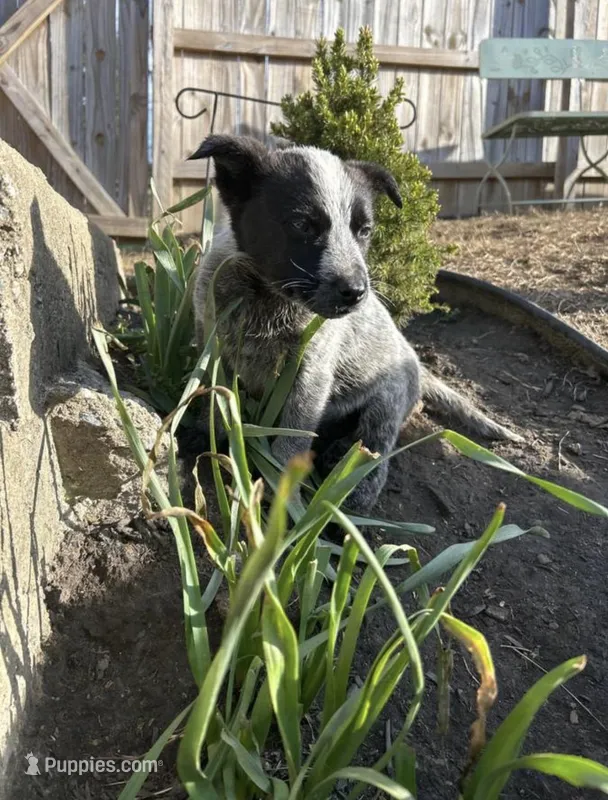 Panda – Australian Cattle Dog puppy for sale in Parkesburg, PA
