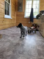 Panda, a female Australian Cattle Dog for sale in Parkesburg, PA – Photo 3 of 3