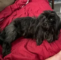 Sophia, a female Shih Tzu for sale in Morriston, FL – Photo 2 of 5