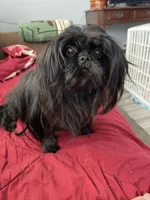 Sophia, a female Shih Tzu for sale in Morriston, FL – Photo 4 of 5