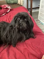 Sophia, a female Shih Tzu for sale in Morriston, FL – Photo 3 of 5