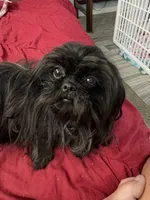 Sophia, a female Shih Tzu for sale in Morriston, FL – Photo 5 of 5