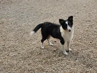 Rosalyn, a female Shetland Sheepdog for sale in Pomona, MO – Photo 8 of 8