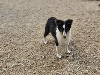 Rosalyn, a female Shetland Sheepdog for sale in Pomona, MO – Photo 2 of 8