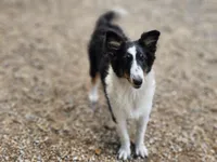 Rosalyn, a female Shetland Sheepdog for sale in Pomona, MO – Photo 1 of 8