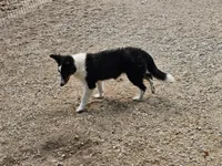 Rosalyn, a female Shetland Sheepdog for sale in Pomona, MO – Photo 3 of 8