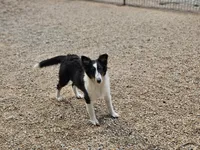 Rosalyn, a female Shetland Sheepdog for sale in Pomona, MO – Photo 4 of 8