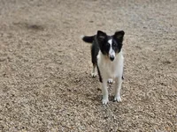 Rosalyn, a female Shetland Sheepdog for sale in Pomona, MO – Photo 6 of 8