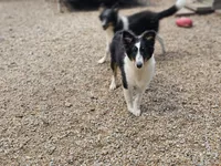 Rosalyn, a female Shetland Sheepdog for sale in Pomona, MO – Photo 7 of 8