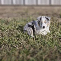 2593IZF, a female Shetland Sheepdog for sale in Pomona, MO – Photo 1 of 10