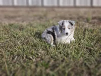 2593IZF, a female Shetland Sheepdog for sale in Pomona, MO – Photo 1 of 10