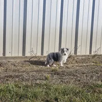 2593IZF, a female Shetland Sheepdog for sale in Pomona, MO – Photo 3 of 10