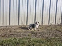 2593IZF, a female Shetland Sheepdog for sale in Pomona, MO – Photo 3 of 10