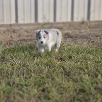 2593IZF, a female Shetland Sheepdog for sale in Pomona, MO – Photo 2 of 10