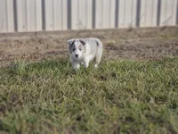 2593IZF, a female Shetland Sheepdog for sale in Pomona, MO – Photo 2 of 10