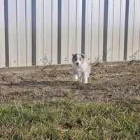 2593IZF, a female Shetland Sheepdog for sale in Pomona, MO – Photo 7 of 10