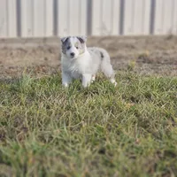 2593IZF, a female Shetland Sheepdog for sale in Pomona, MO – Photo 6 of 10