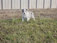 2593IZF, a female Shetland Sheepdog for sale in Pomona, MO – Photo 6 of 10