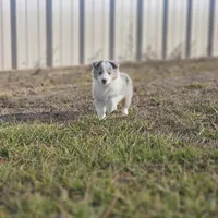 2593IZF, a female Shetland Sheepdog for sale in Pomona, MO – Photo 10 of 10