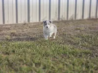 2593IZF, a female Shetland Sheepdog for sale in Pomona, MO – Photo 10 of 10