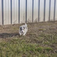 2593IZF, a female Shetland Sheepdog for sale in Pomona, MO – Photo 9 of 10