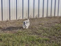 2593IZF, a female Shetland Sheepdog for sale in Pomona, MO – Photo 9 of 10